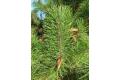450px-Pinus_contorta_contorta0_sq200_120x80