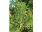 450px-Pinus_contorta_contorta0_sq200_138x106